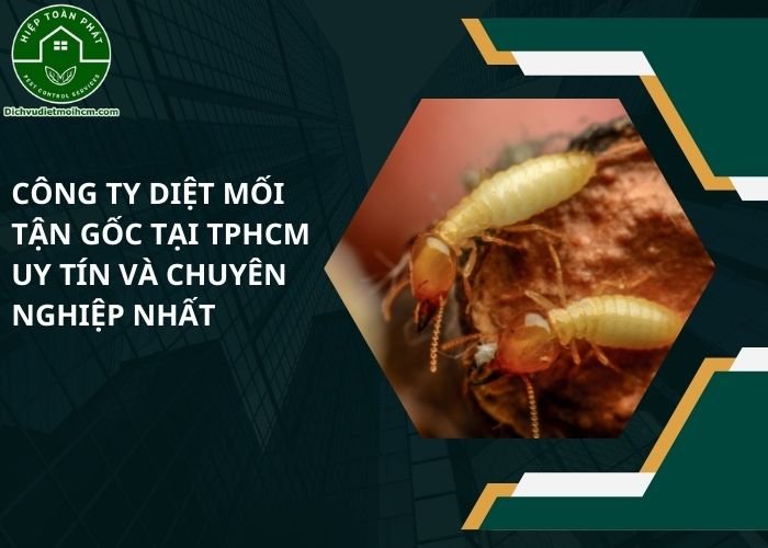 Công ty diệt mối tận gốc tại TPHCM