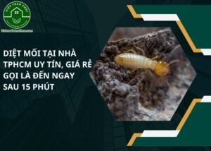 Diệt mối tại nhà TPHCM