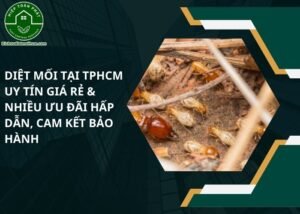 Diệt mối tại TPHCM