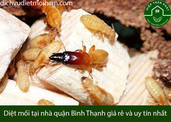 diet-moi-tai-nha-quan-binh-thanh-5