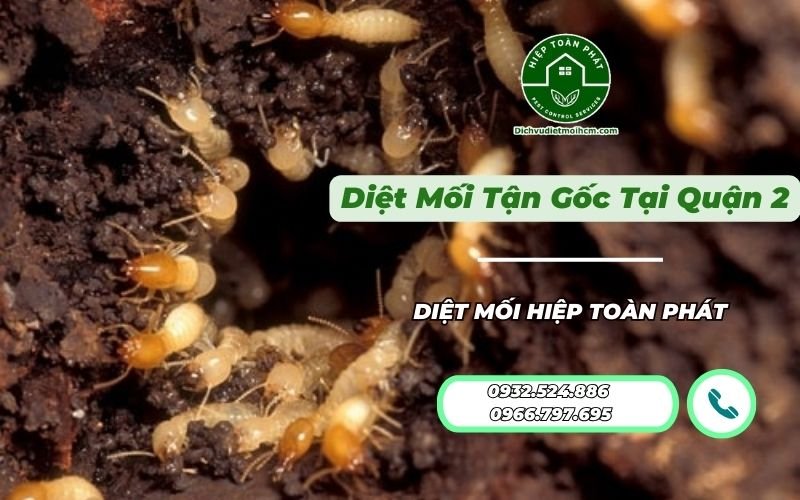 Diệt mối tận gốc Quận 2