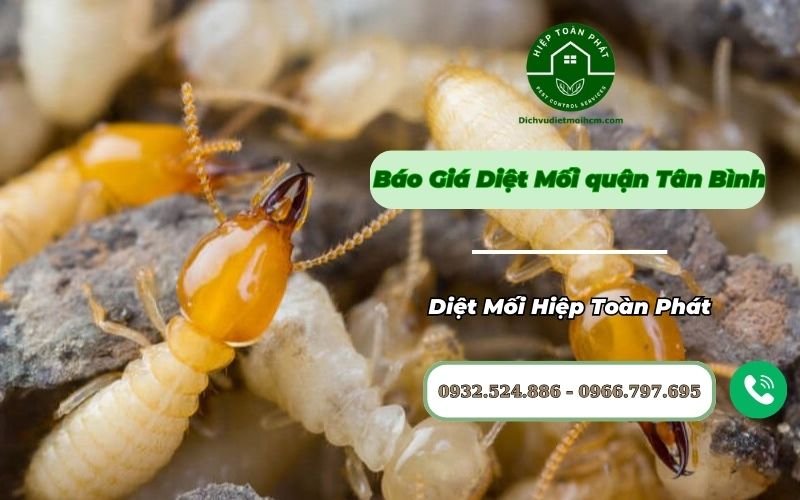 Báo giá diệt mối quận Tân Bình