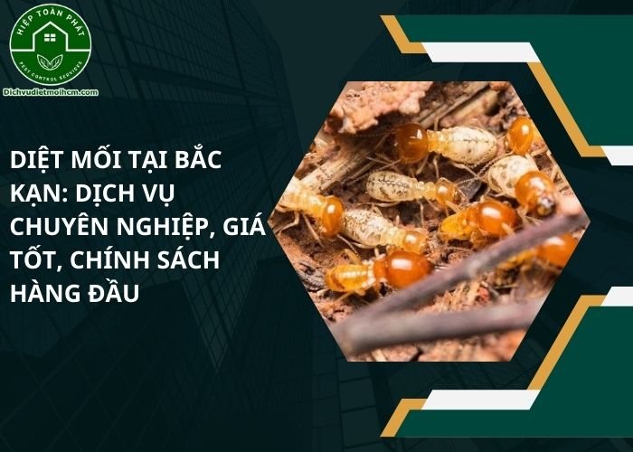 Diệt mối tại Bắc Kạn