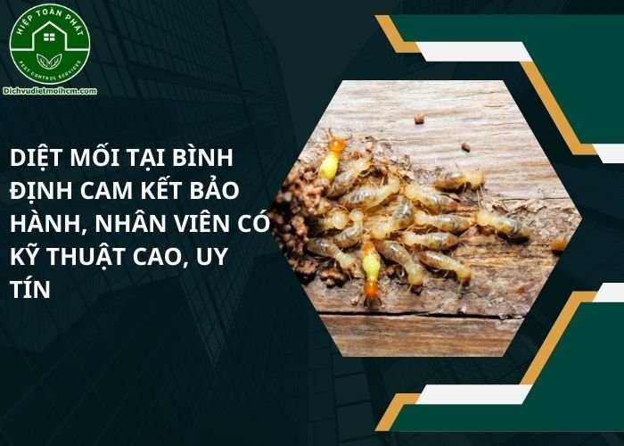 Diệt mối tại Bình Định