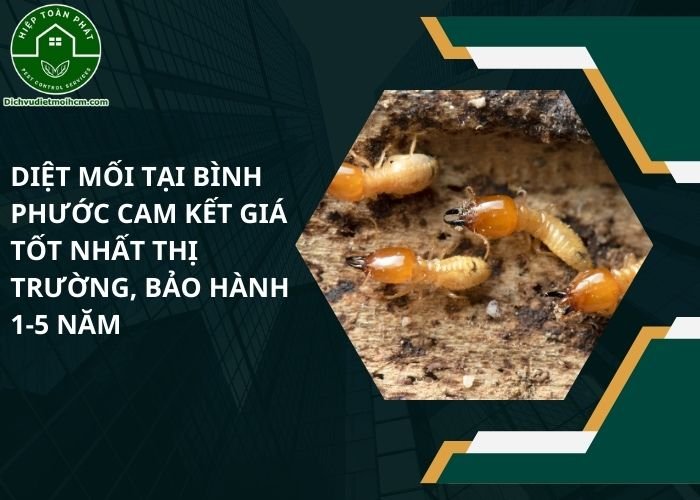 Diệt mối tại Bình Phước