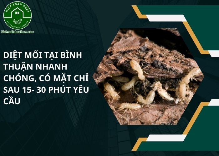 Diệt mối tại Bình Thuận