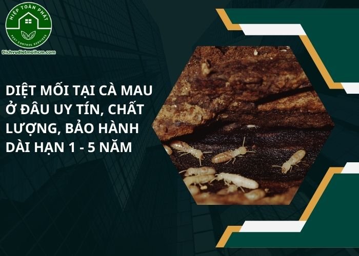 Diệt mối tại Cà Mau