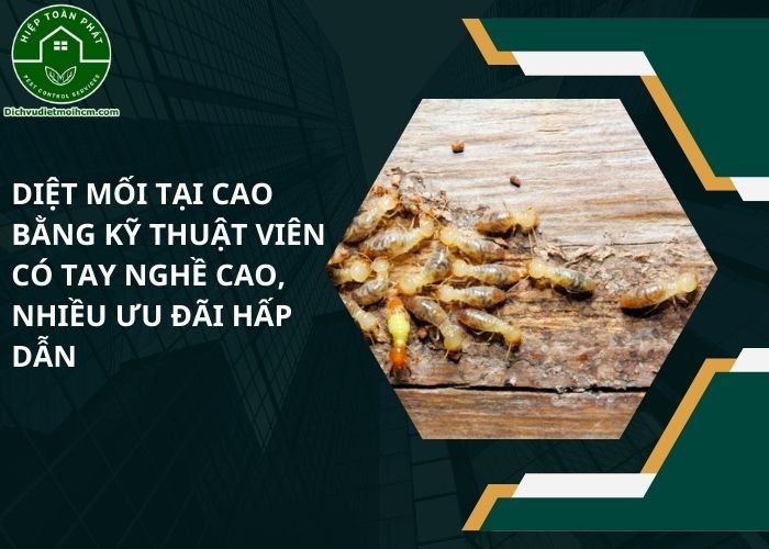 Diệt mối tại Cao Bằng