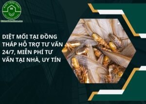 Diệt mối tại Đồng Tháp