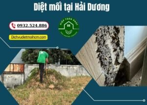 Diệt mối tại Hải Dương