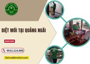 Diệt mối tại Quảng Ngãi