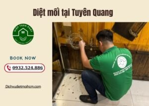 Diệt mối tại Tuyên Quang